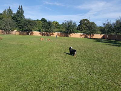 Dogs enjoying the 2 acre play fields
