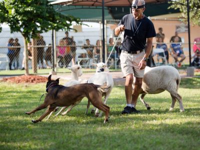 A training instructor showing how to train a herding dog with three sheep