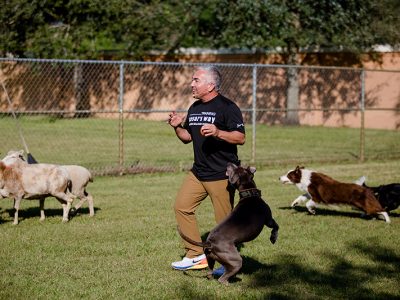 Cesar Milan showing how to train your dog. He is surrounded by many dogs and a few sheep