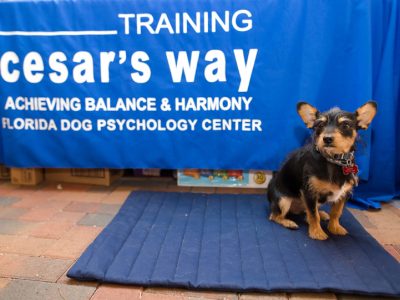 A small black and tan dog sitting on a mat next to a sign that says "Training Cesar's way"