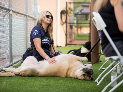 A pet owner giving her giant beige and black English Mastiff belly rubs