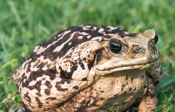 A beige and brown toad named a Cane toad in the grass.