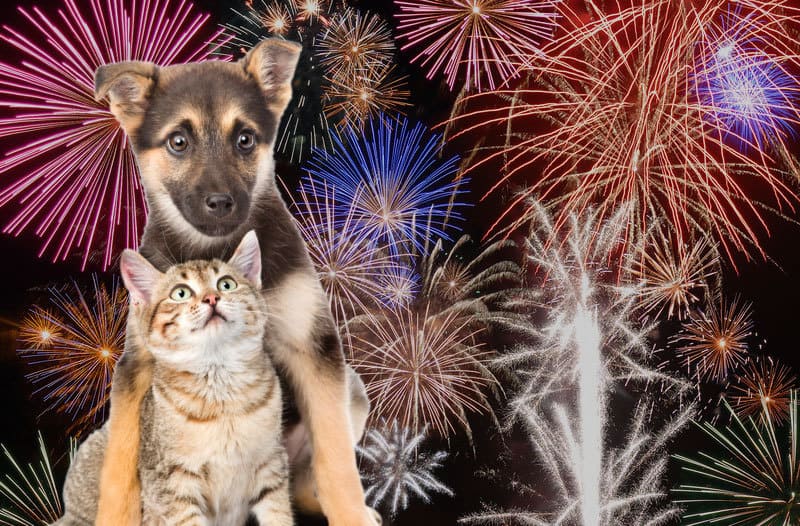 A scared german shepard puppy protecting a scared beige and tan kitten with fireworks going off in the background