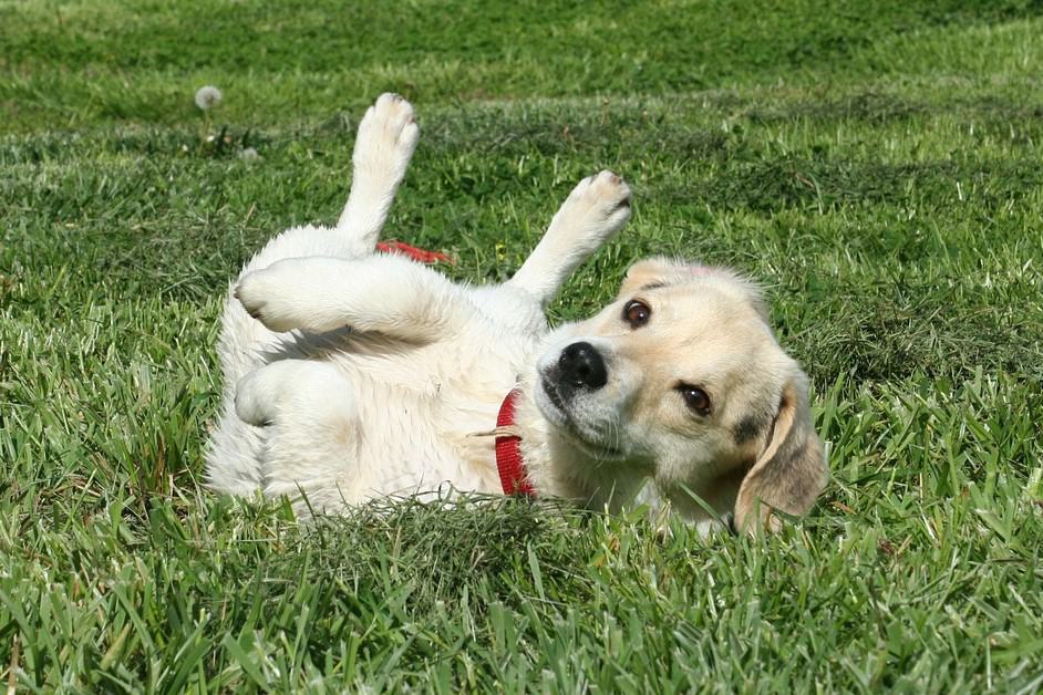 A white and beige dog named Odie on his back rolling happily in the grass